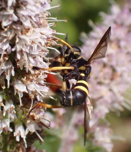 Conops flavipes